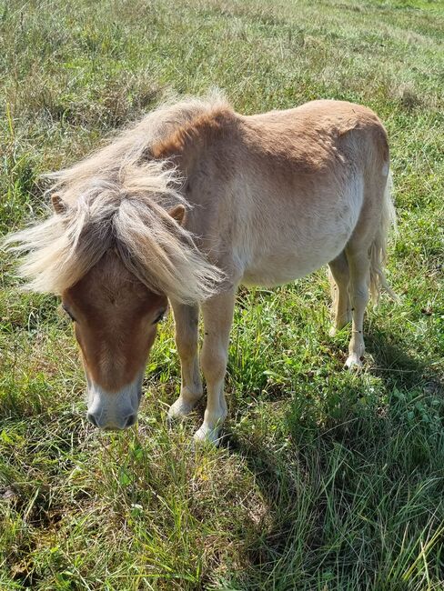 Kleines Mini Hengstfohlen Mushroom, Nadine  (Shettyzucht Frechdachs ), Horses For Sale, Heringen, Image 2