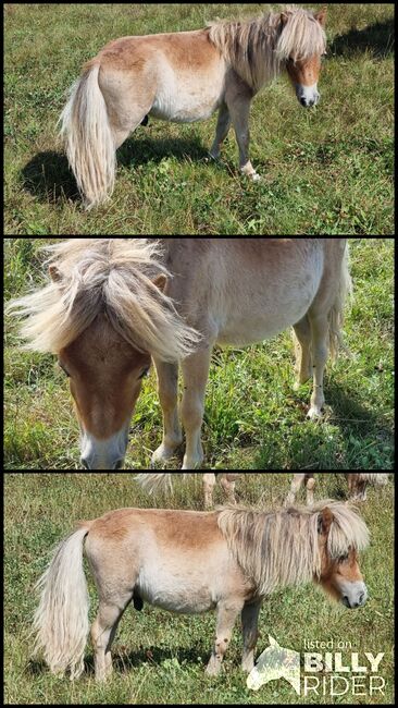 Kleines Mini Hengstfohlen Mushroom, Nadine  (Shettyzucht Frechdachs ), Horses For Sale, Heringen, Image 4
