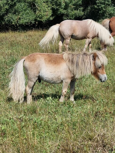 Kleines Mini Hengstfohlen Mushroom, Nadine  (Shettyzucht Frechdachs ), Horses For Sale, Heringen, Image 3