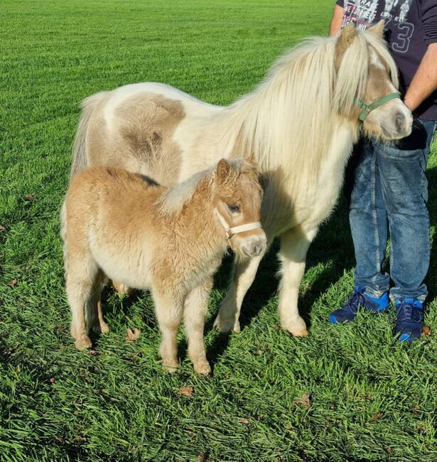 Kleines Mini Hengstfohlen Mushroom, Nadine  (Shettyzucht Frechdachs ), Horses For Sale, Heringen