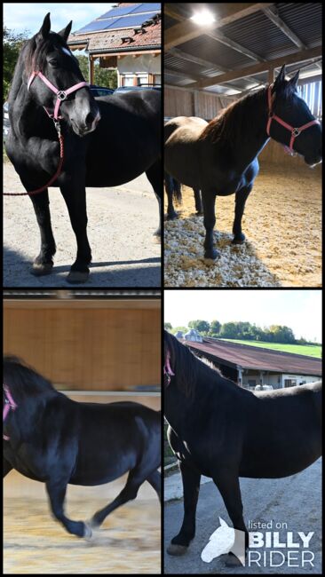 Kleine Noriker Rapp Stute, Manuela KUBNY , Horses For Sale, Küßnach , Image 5
