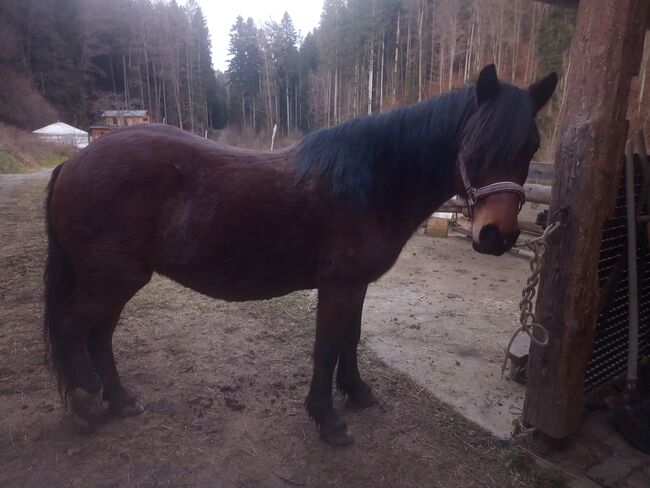 Smaranda sucht lieben Menschen, Samuel, Horses For Sale, Ragnitz, Image 2