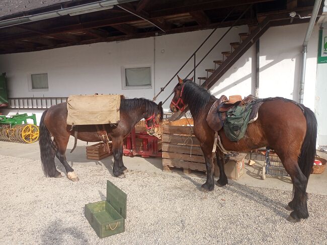 Smaranda sucht lieben Menschen, Samuel, Horses For Sale, Ragnitz, Image 4