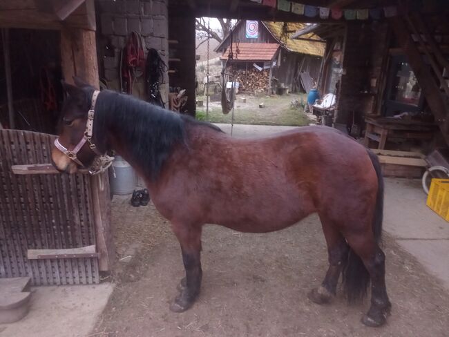 Smaranda, stämmige Stute sucht lieben Menschen, Samuel, Horses For Sale, Ragnitz, Image 2