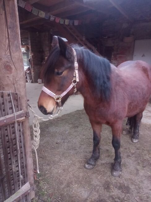 Smaranda, stämmige Stute sucht lieben Menschen, Samuel, Horses For Sale, Ragnitz, Image 3