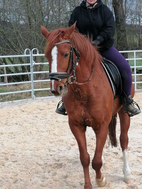 Schicker 11 jähriger Wallach, Beate F., Horses For Sale, Seesen, Image 4