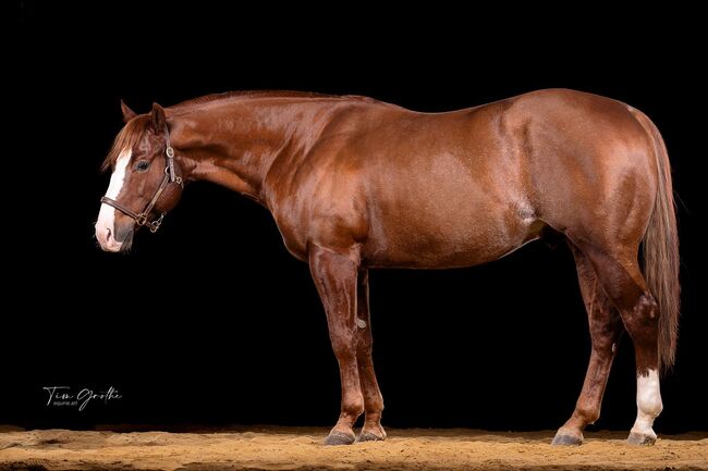 Smart Chic Olena Sohn, Kerstin Rehbehn (Pferdemarketing Ost), Horses For Sale, Nienburg, Image 4