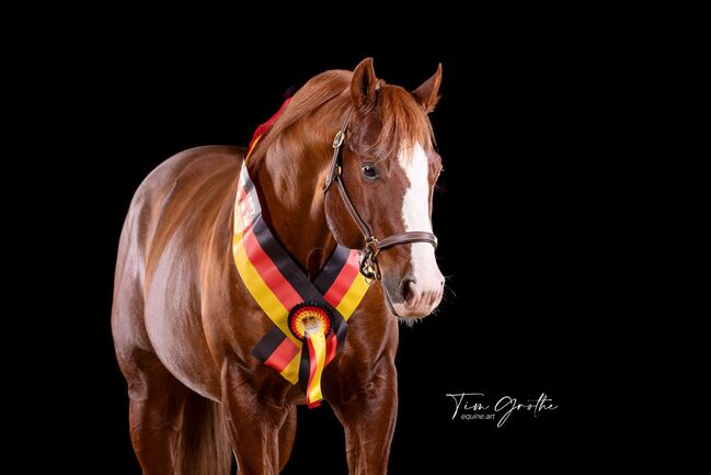 Smart Chic Olena Sohn, Kerstin Rehbehn (Pferdemarketing Ost), Horses For Sale, Nienburg, Image 16