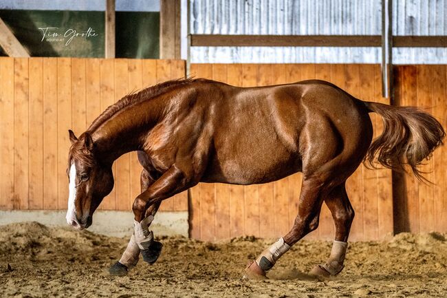 Smart Chic Olena Sohn, Kerstin Rehbehn (Pferdemarketing Ost), Horses For Sale, Nienburg, Image 5