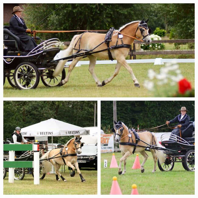 Schlauer Haflingerwallach, Upmann, Horses For Sale, Ibbenbüren, Image 4