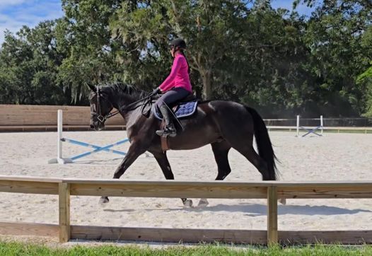 Smart Oldenburg gelding, Dressage, H/J, or eventing., Earl Grey, Horses For Sale, Neuss 