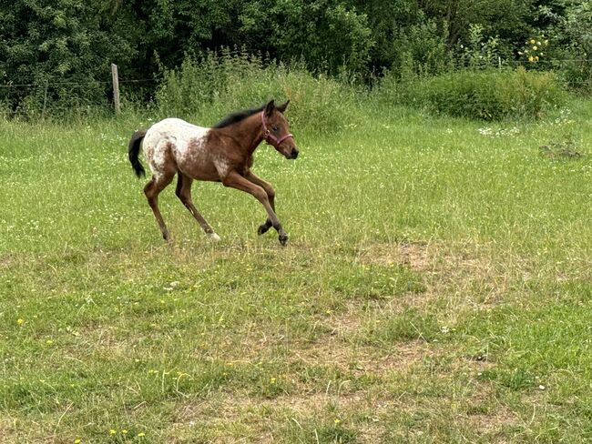 Schickes Quarter Pony Hengst Fohlen, Petra, Horses For Sale, Ansbach, Image 5