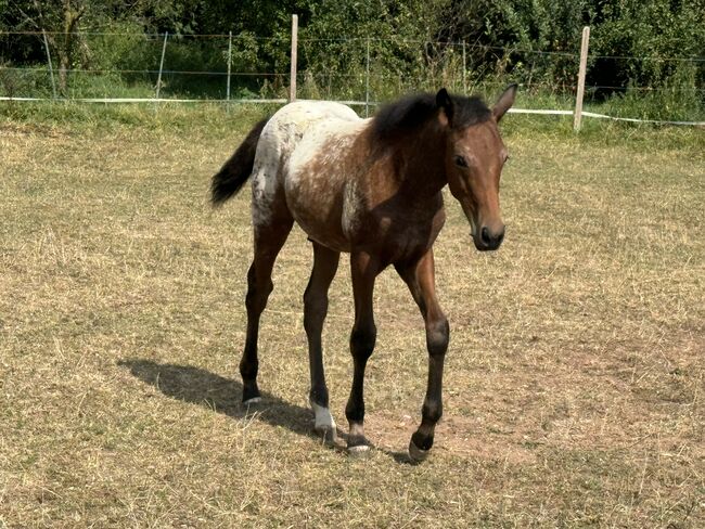 Schickes Quarter Pony Hengst Fohlen, Petra, Horses For Sale, Ansbach, Image 9