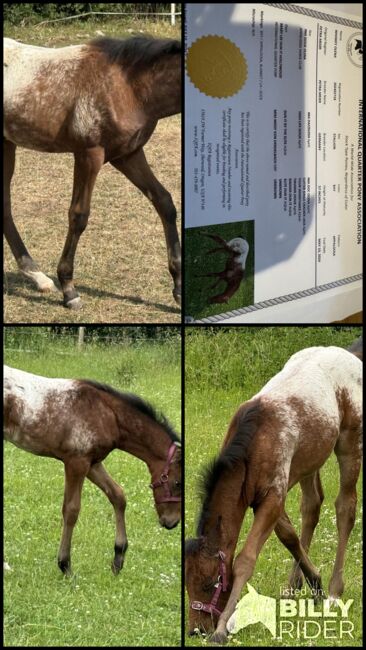 Schickes Quarter Pony Hengst Fohlen, Petra, Horses For Sale, Ansbach, Image 12