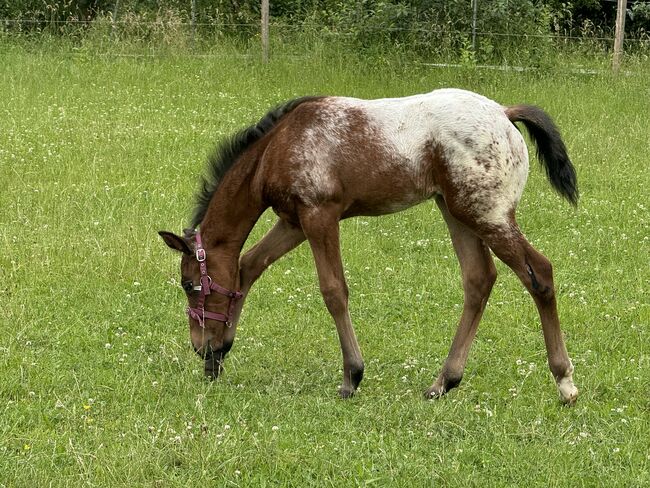 Schickes Quarter Pony Hengst Fohlen, Petra, Horses For Sale, Ansbach, Image 7