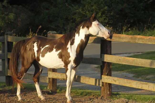 smoky black overo Paint Horse Wallach abzugeben, Kerstin Rehbehn (Pferdemarketing Ost), Horses For Sale, Nienburg