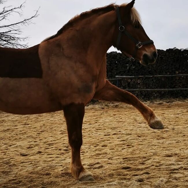 Schmußebär sucht neuen Wirkungskreis, Regina Warholek , Horses For Sale, Gerweis