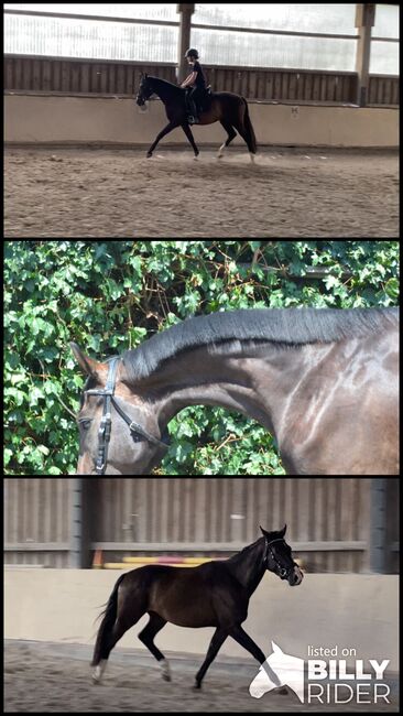 Gangstarkes, freundliches Pferd sucht neues Zuhause, F.L, Horses For Sale, Würzburg, Image 4