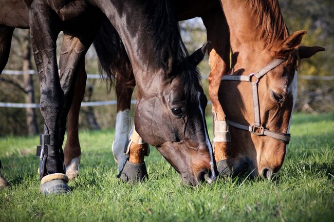 Liebenswürdiger Wallach sucht neues Zuhause, Lilia Hueck , Horses For Sale, Tübingen , Image 3