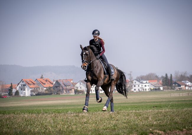 Liebenswürdiger Wallach sucht neues Zuhause, Lilia Hueck , Horses For Sale, Tübingen , Image 7