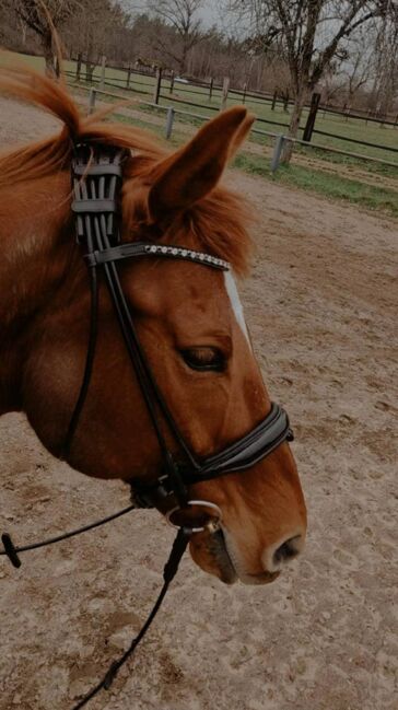 Trense rundgenäht Lack schwarz WB, Nika Horseproducts, Kathrin Ruppert, Bridles & Headstalls, Münster