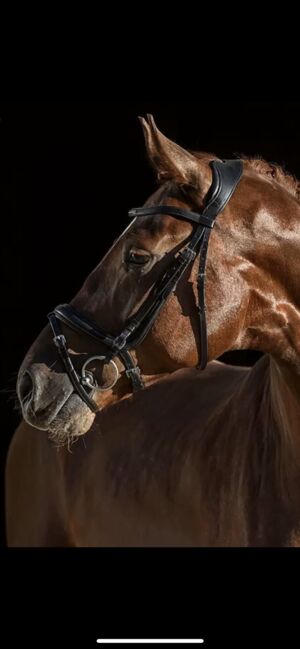 Trense Anatomical Neck Relax Innovation, Felix Bühler Felix Bühler Zaum Anatomical Neck Relax Innovation, Danielle Günther-Niehoff, Bridles & Headstalls, Jagel