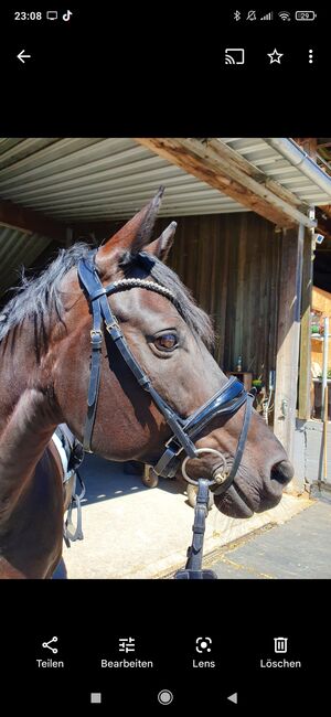 Trense Lack schwarz WB, Nina, Bridles & Headstalls, Dietenheim 