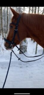 trensenzaum x-line warmblut, kavalio , aileen, Bridles & Headstalls, cranzahl