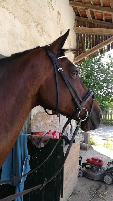 Trense in WB zu verkaufen, Krämer Eigenmarke, Lara Prause, Bridles & Headstalls, Altomünster, Image 5