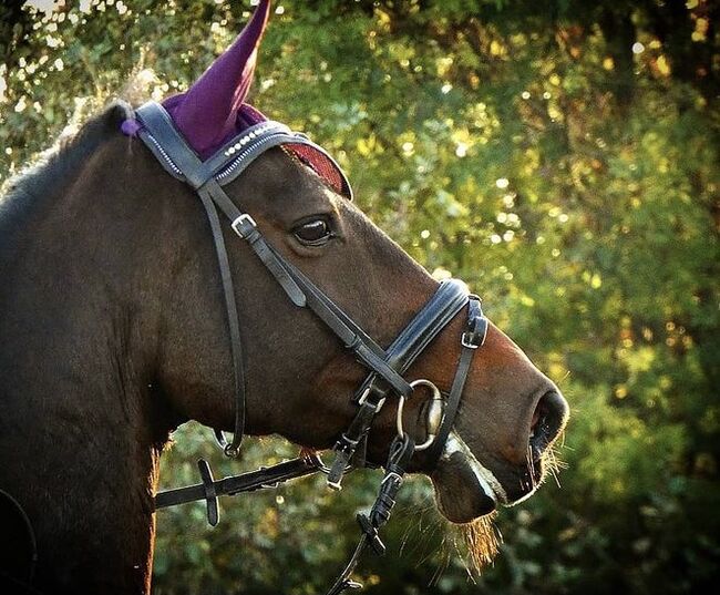 Trense in WB zu verkaufen, Krämer Eigenmarke, Lara Prause, Bridles & Headstalls, Altomünster, Image 4