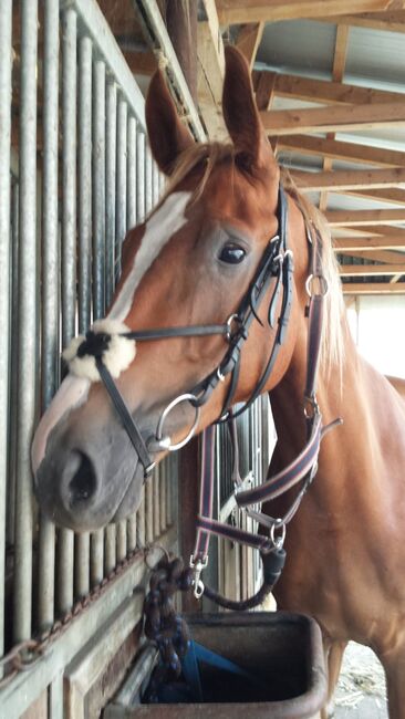 Trense Mexikanisch WB, Nane, Bridles & Headstalls, Eydelstedt