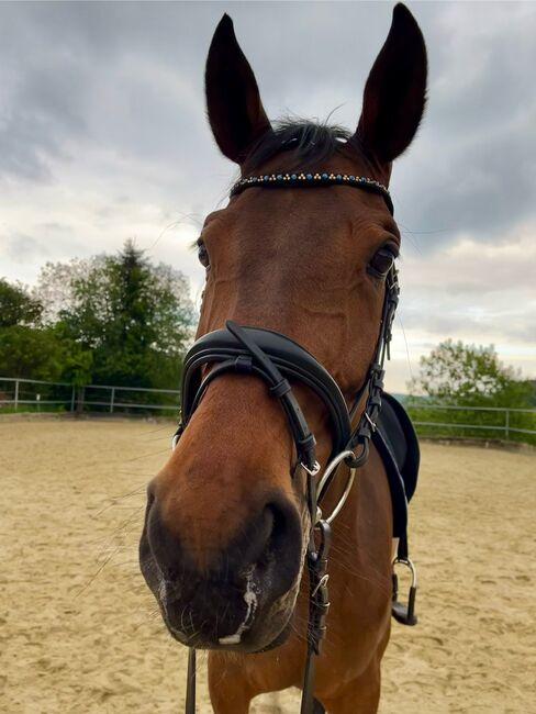 Trense Warmblut (Full), L. Köster, Bridles & Headstalls, Olpe