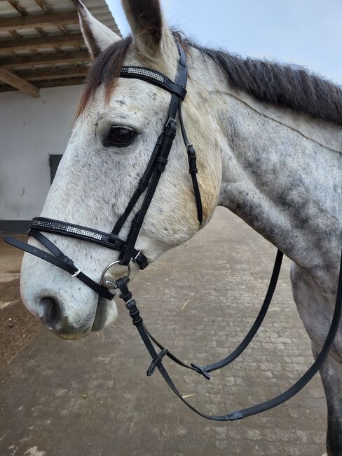 Trense Warmblut, Carina Weitz , Bridles & Headstalls, Ötzingen , Image 2