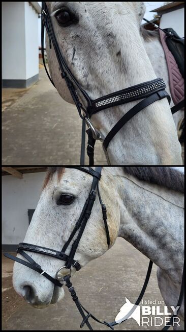 Trense Warmblut, Carina Weitz , Bridles & Headstalls, Ötzingen , Image 3