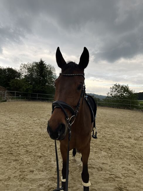 Trense Warmblut (Full), L. Köster, Bridles & Headstalls, Olpe, Image 2