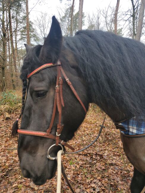 Trense WB /kl Kaltblut, Jeanette Ziesmer , Bridles & Headstalls, Waghäusel