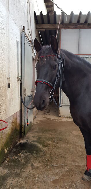 Trense WB rot unterlegt, S.Stingl, Bridles & Headstalls, Offenbach