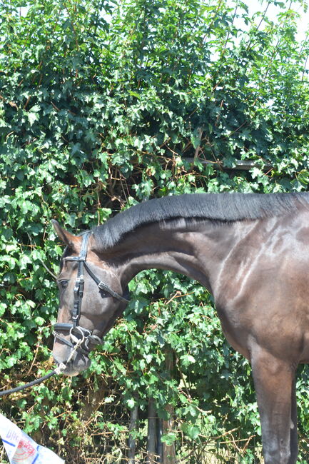 Gangstarkes, freundliches Pferd sucht neues Zuhause, F.L, Horses For Sale, Würzburg, Image 3
