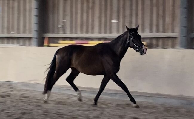 Gangstarkes, freundliches Pferd sucht neues Zuhause, F.L, Horses For Sale, Würzburg, Image 2