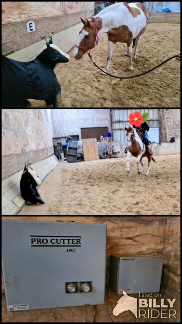 Cuttingmaschine Pro Cutter 1802, Yvonne Trappmann , Riding Arena, Gangelt , Image 4