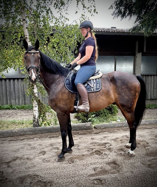 Hübscher erfahrener Wallach, Pferdeglück (Pferdeglück GmbH), Horses For Sale, Pelmberg, Image 2