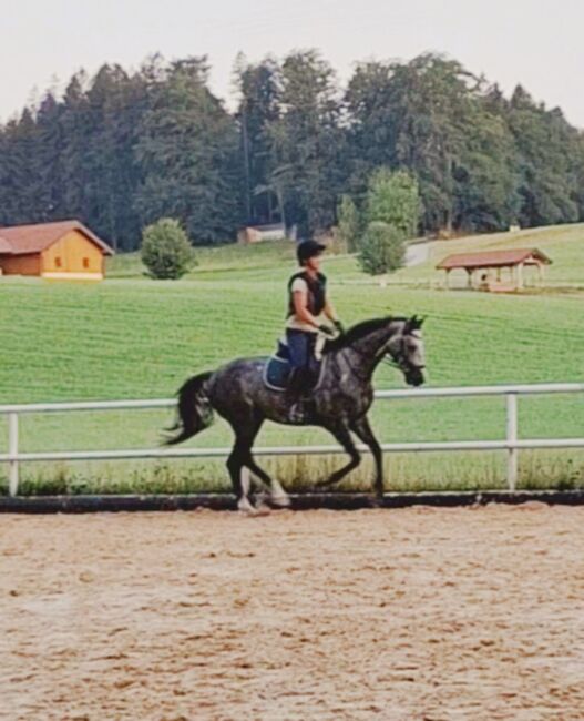 Hübscher, unverbrauchter Wallach mit vielversprechendem Pedigree, Susanne Wagner, Horses For Sale, Mattsee, Image 3