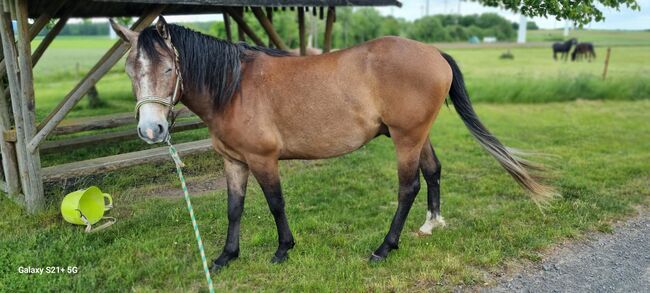 Hübscher Wallach 3 J. Sucht Förderer zum Wachsen, Martin, Horses For Sale, DERMBACH