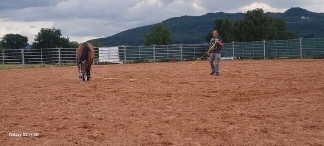 Hübscher Wallach 3 J. Sucht Förderer zum Wachsen, Martin, Horses For Sale, DERMBACH, Image 11