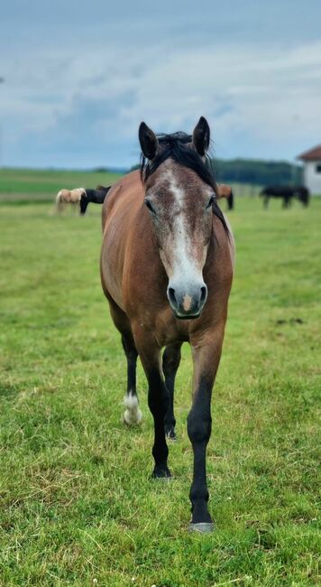 Hübscher Wallach 3 J. Sucht Förderer zum Wachsen, Martin, Horses For Sale, DERMBACH, Image 3