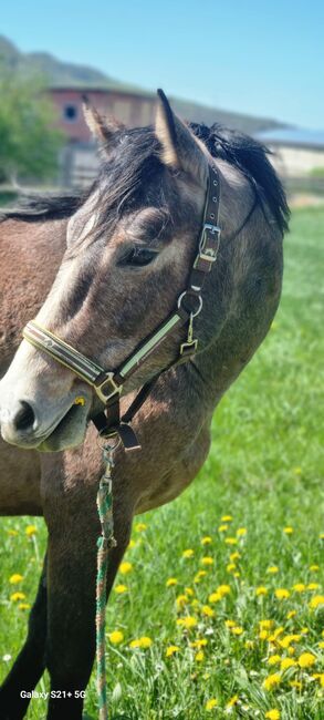 Hübscher Wallach 3 J. Sucht Förderer zum Wachsen, Martin, Horses For Sale, DERMBACH, Image 5