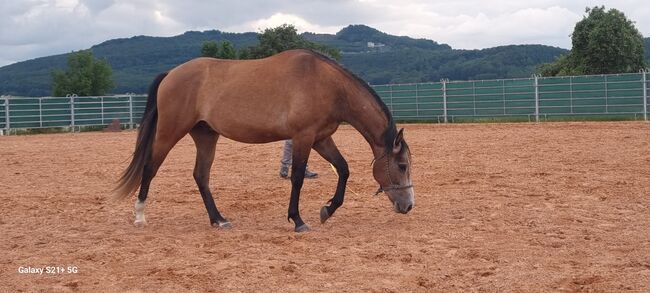 Hübscher Wallach 3 J. Sucht Förderer zum Wachsen, Martin, Horses For Sale, DERMBACH, Image 10