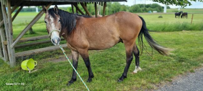 Hübscher Wallach 3 J. Sucht Förderer zum Wachsen, Martin, Horses For Sale, DERMBACH, Image 4