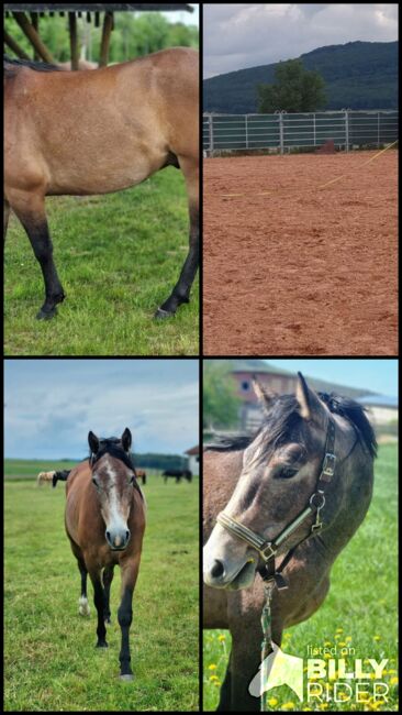 Hübscher Wallach 3 J. Sucht Förderer zum Wachsen, Martin, Horses For Sale, DERMBACH, Image 13