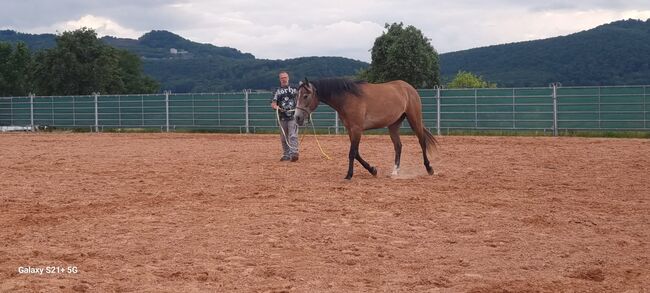 Hübscher Wallach 3 J. Sucht Förderer zum Wachsen, Martin, Horses For Sale, DERMBACH, Image 7
